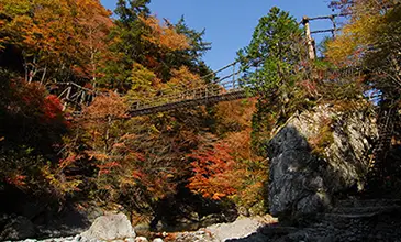 奥祖谷二重かずら橋 イメージ